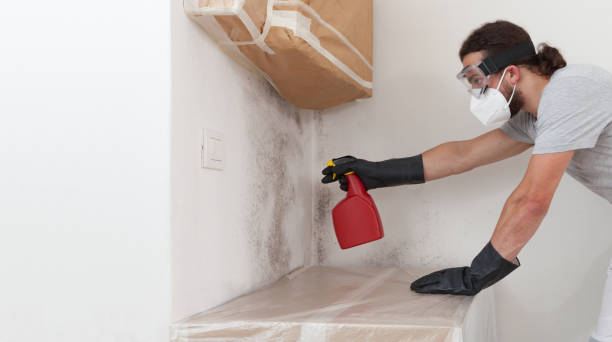 Professional Basement Mold Removal technician working in West New York, NJ