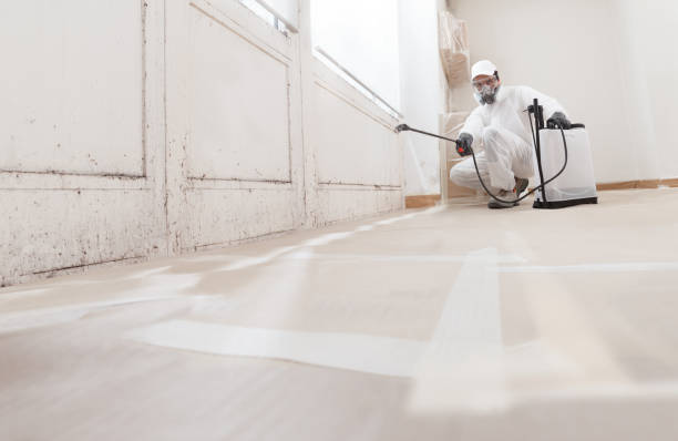 24/7 Emergency Basement Mold Removal experts in West New York, NJ