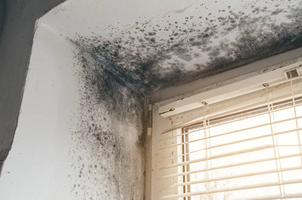 Affordable Basement Mold Removal solutions in West New York, NJ