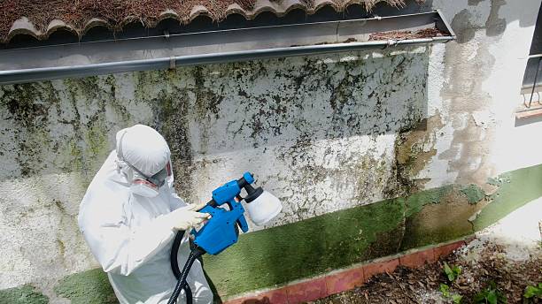 Top rated local Basement Mold Removal specialists in West New York, NJ